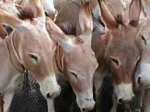  مزرعة الفيوم عُثِر بها علي 1500 حمار