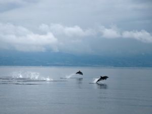 الجيش الروسي يعتزم شراء خمسة دلافين مقاتلة
