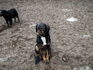 "The dogs are now entering the houses in Busaiteen, scaring the residents and attacking their pets" (AFP/File)