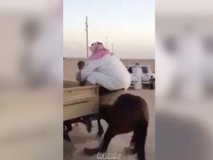 Arabian horses are famous for being able to carry heavy loads. Just not this heavy. (YouTube)