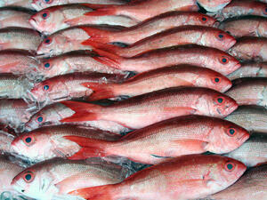 Oman's fishing industry is going swimmingly. (Shutterstock)