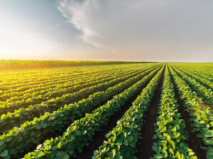 أبوظبي ترصد حزماً تحفيزية لاستقطاب شركات عالمية في قطاع الزراعة