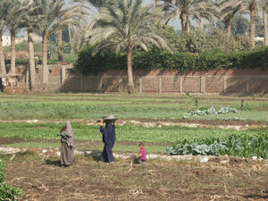 مصر تعتزم تسوية مشاكل صادراتها الزراعية مع دول عربية