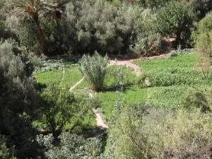 البنك الإسلامي للتنمية يساهم بمشروع زراعي في المغرب بقيمة 79 مليون دولار