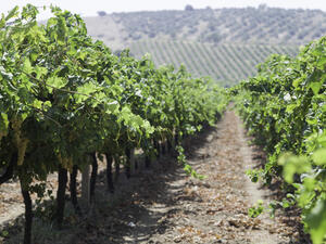 تعاون خليجي تركي في الاستثمار الزراعي 