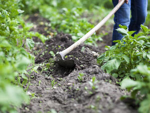 الاستفادة من إفريقيا في الاستثمارات الزراعية يعتبر إيجابيا