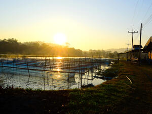 إنتاج مشاريع الاستزراع المائي يقفز 131 % في السعودية خلال 2017