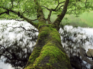 كانون الشرق الأوسط 