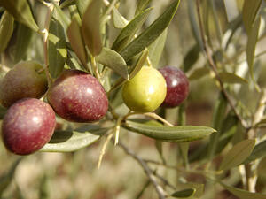 تونس تتوقع تحقيق مستوى قياسي من إنتاج زيت الزيتون خلال هذا الموسم 