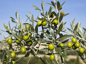 بلغت صادرات زيت الزيتون لغاية يناير/ كانون الثاني الماضي نحو 57 ألف طن، بمتوسط سعر 10409 دولارات للطن