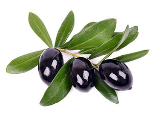 إنتاج زيتون الزيت سيتراوح بين 500 و550 ألف طن