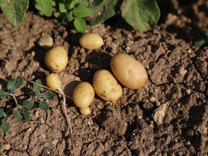 تركيا تطبق إعفاء مؤقت من الجمارك على واردات البطاطس