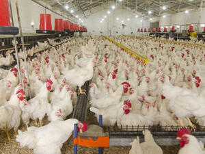 موجة إفلاس الشركات الكبرى في تركيا  تنتقل إلى قطاع الدواجن