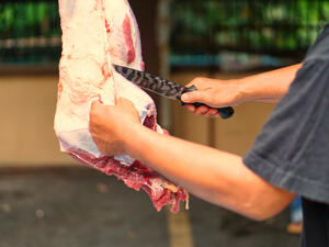 الأضاحي تتوفر في قطر رغم الحصار 