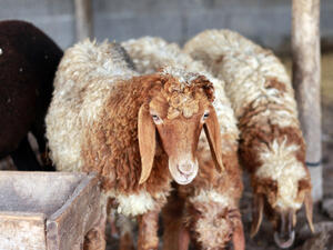 سوق الماشية في الجزائر يعاني الركود بعد غلاء أسعار الأضاحي 