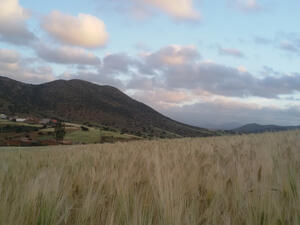 القمح يرفع فاتورة واردات غذاء المغرب