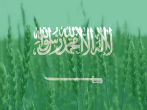 سجلت كميات القمح المستورد للسوق السعودي 305 آلاف طن في 2008، بينما تجاوزت منذ كانون الثاني (يناير) مطلع العام حتى تشرين الأول (أكتوبر) الجاري، ثلاثة ملايين طن