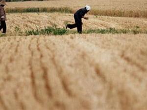 Egyptian rice is meant to be sold to the domestic market at subsidized prices