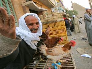 موجات الغلاء تدفع المصريين إلى تحويل شرفات منازلها إلى مزارع دجاج