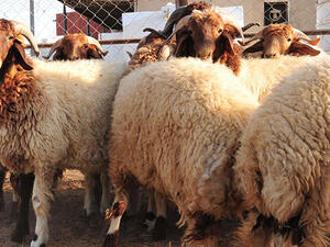 شهدت الأسعار هذا العام، ارتفاعات لافتة، خاصة في بعض الدول العربية، ومنها مصر، إذ إن الأوضاع الاقتصادية في البلاد، وارتفاع الأسعار