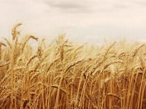 Fears associated with the global economy may affect long-term investments in agricultural research and more productive agricultural techniques