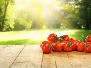 تراجعت صادرات محصول الطماطم التركية إلى روسيا في 2016 لتصل إلى 40 مليون دولار