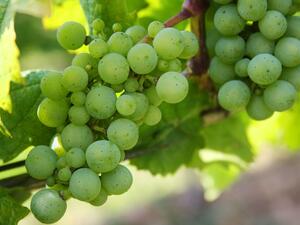 "The bio-based material is then used for Veuve Clicquot’s innovative packaging, a Champagne bottle case that is 100 percent biodegradable and recyclable." 