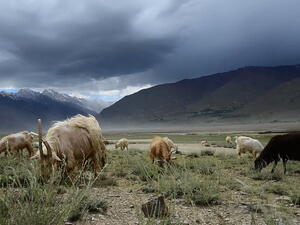 Grazing goats. (Shutterstock)