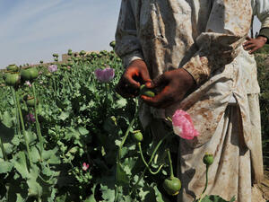 A man picks poppies in the Helmand province, which contributes to the heroin epidemic and violence toward women. (AFP/File) A man picks poppies in the Helmand province, which contributes to the heroin epidemic and violence toward women. (AFP/File)