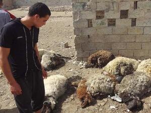 An Iraqis looks at dead sheep killed in two roadside bombs that detonated in a sheep market in the northern city of Kirkuk (Marwan Ibrahim / AFP)