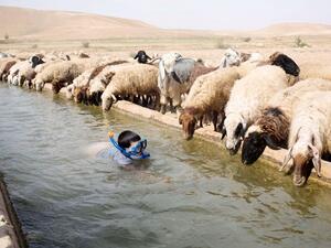 The reported ban might have been put in place due to increasing levels of chemical pesticide residues in Jordan's agricultural products. (AFP/ Menahem Kahana)