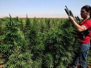 An armed cannabis farmer inspects his crops in the village of Knaysseh in Lebanon's Bekaa. (AFP/RamziHaidar)
