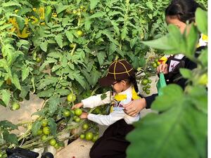 نجح الطلاب بالاهتمام بالبيوت الخضراء والأشتال وبقطف المحاصيل وتناولها في المدرسة مع زملائهم ومع أفراد عائلاتهم ونقل الوعي الصحي والبيئي إليهم.