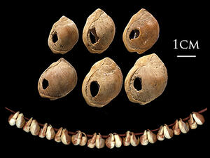 Marine shells found in Middle East. [wikimedia.org]