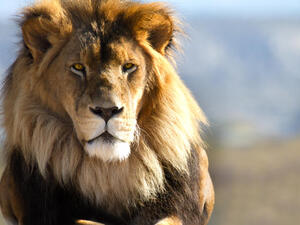 The zoo will have 1,000 animals, including 350 species. (Shutterstock)