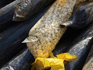 اظهر الفحص المبدئي لتلك الحبوب بواسطة المختبر المتنقل أنها حبوب كبتاجون يصل عددها إلى نحو 5 ملايين حبة ويبلغ اجمالي وزنها نحو 500 كيلوغرام.