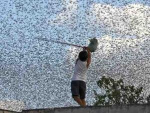 تحذير من هجوم مدمر للجراد على مصر
