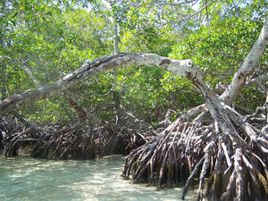 The roots of the mangrove tree. (Shutterstock)