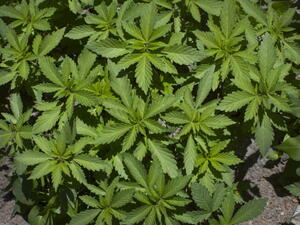  Prof. Raphael Mechoulam and Dr. Yechiel Gaoni researched the active compounds in cannabis and their medical applications. (Pixabay)