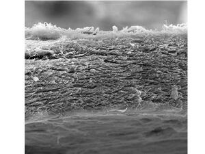 مبادرة عضو مؤسسة قطر تهدف إلى ربط العلوم والمجتمع من خلال الفن.