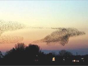 ما رسمته اسراب الطيور