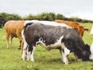 وسط المراعي