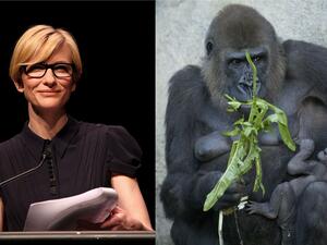 Intelligence in a woman as rare as a species of gorilla? Well, at least this gorilla not yet extinct!