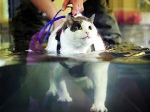 In the US, Buddha the fat cat has been trying to lose some weight using an underwater treadmill. Wonder if this Dubai clinic will use such innovative techniques to slim down their portly pets and chubby clientele? (Photo courtesy of HuffPo)