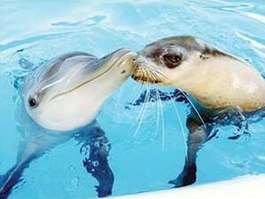  قبلة الدلافين