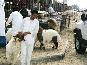 Some say the price increases have nothing to do with a rising demand for sheep, but fodder prices that have been rising over the past year