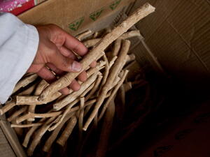 Miswak sticks are used to keep the teeth clean. (Getty image).