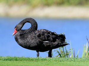 Soon the only Black Swan allowed in Egypt?