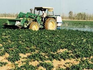 Saudi Agriculture 