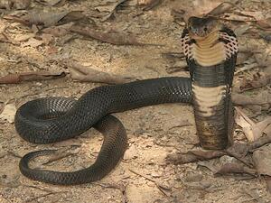 This Saudi man woke to find a snake in his bed...and a cobra. 